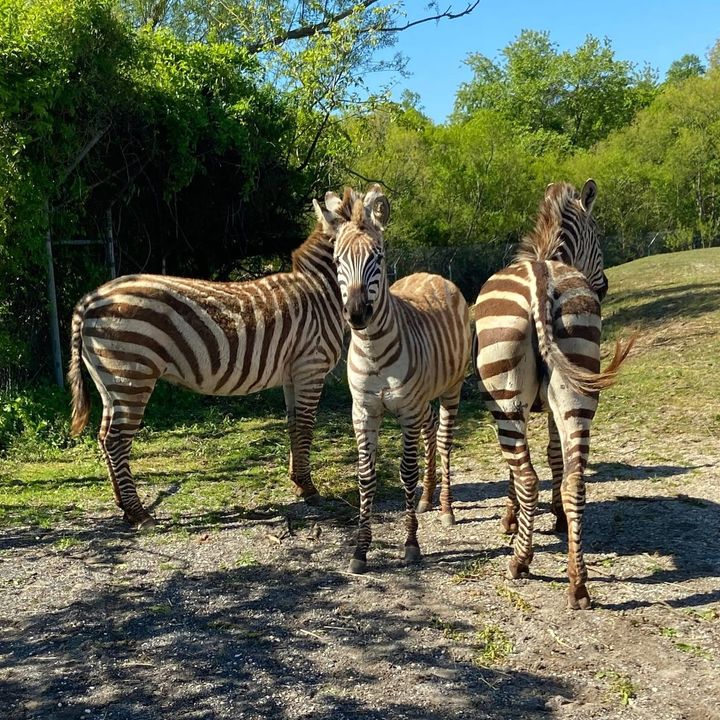 Happy 1st Birthday, Stormy! 🥳 Stormy is the youngest member of our ...